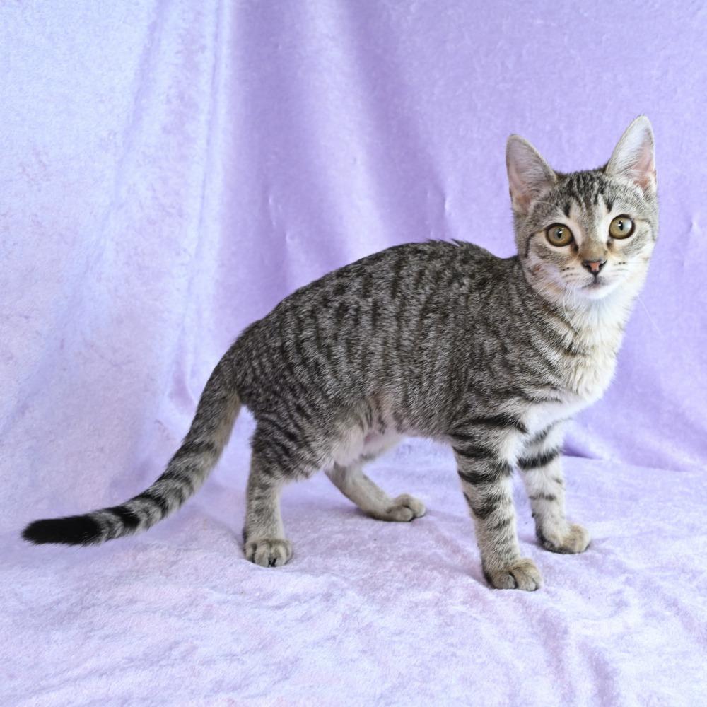 Enlarge Gecko, a Adoptable Domestic Short Hair in Mobile, AL image 3/6