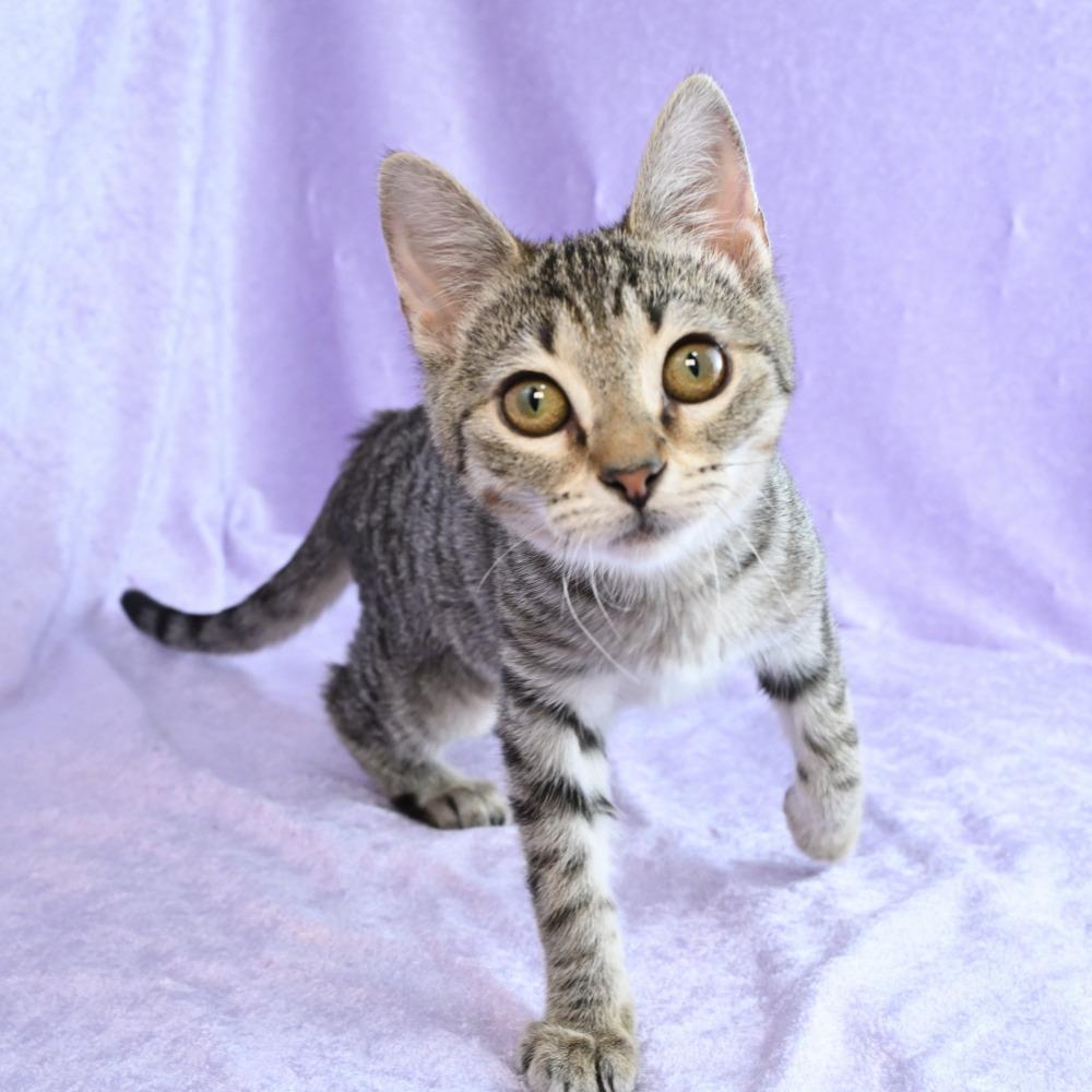 Enlarge Gecko, a Adoptable Domestic Short Hair in Mobile, AL image 4/6