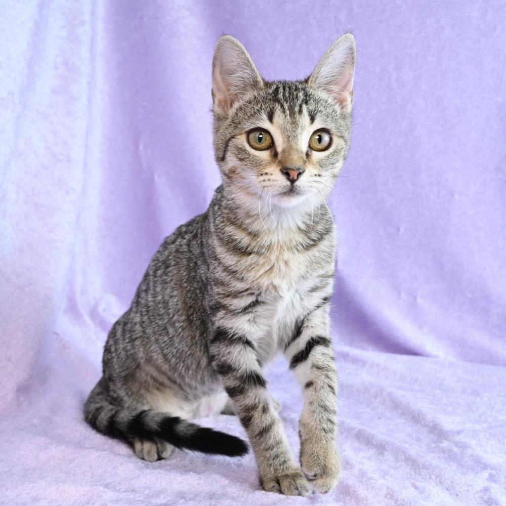 Enlarge Gecko, a Adoptable Domestic Short Hair in Mobile, AL image 5/6