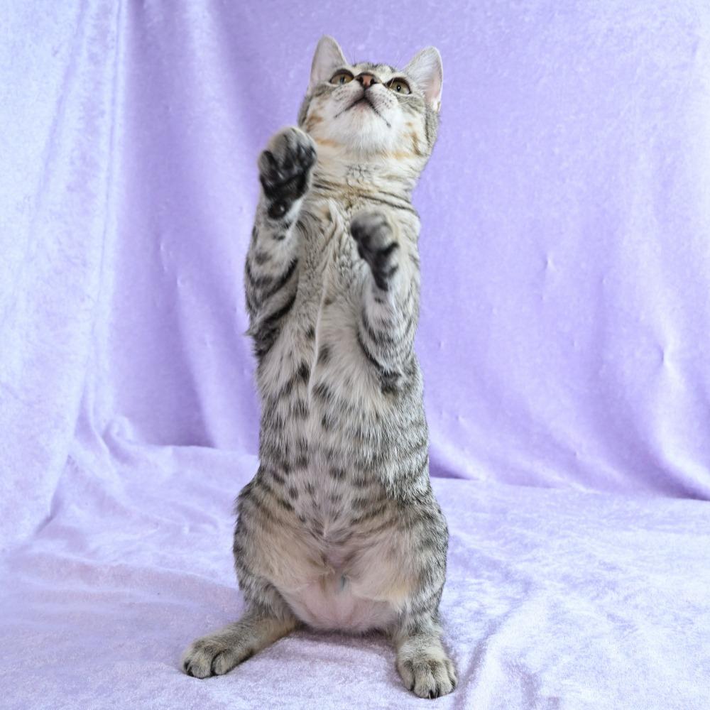 Enlarge Gecko, a Adoptable Domestic Short Hair in Mobile, AL image 6/6