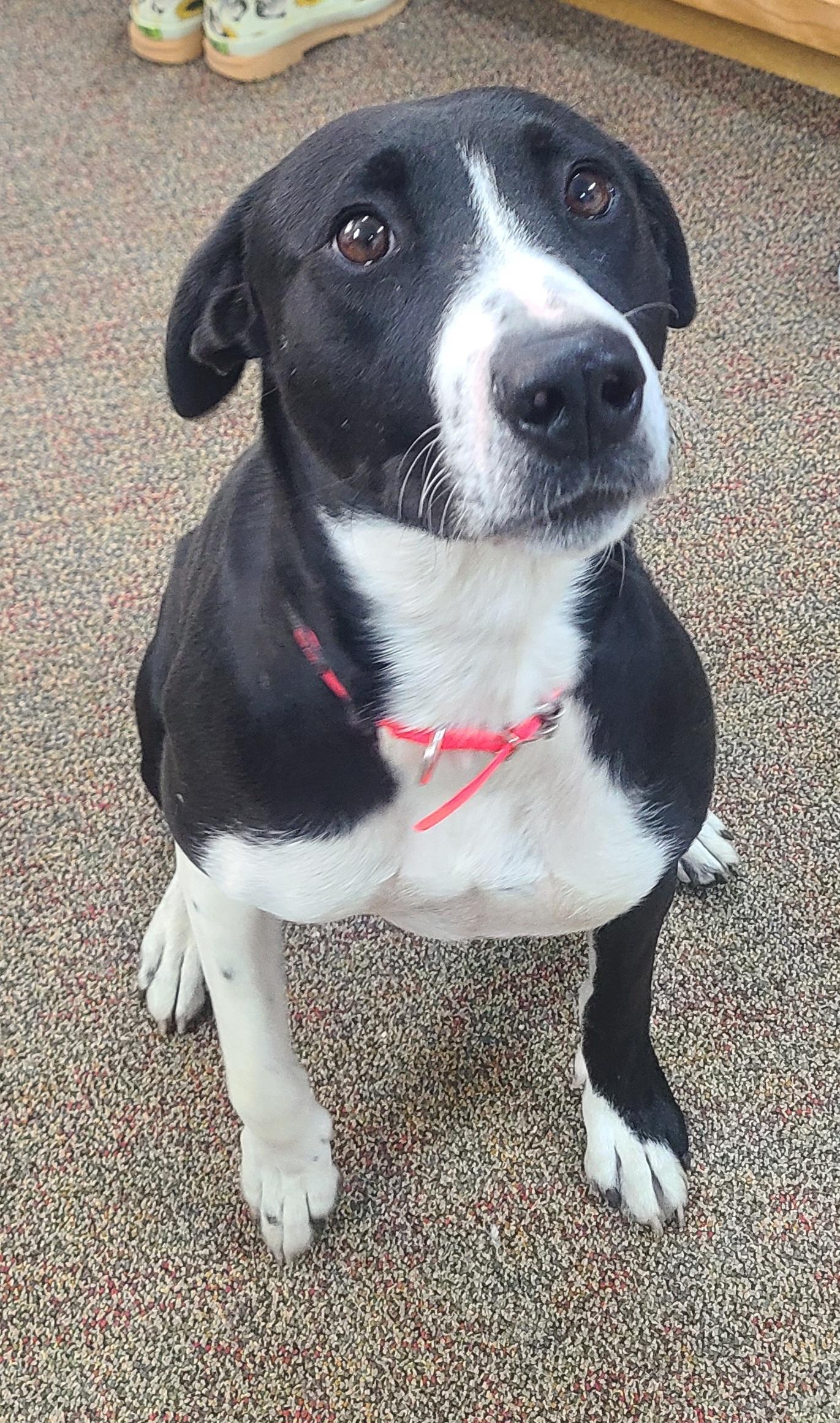 Raya, a Adoptable mixed breed in Newcastle, WY image 2/3