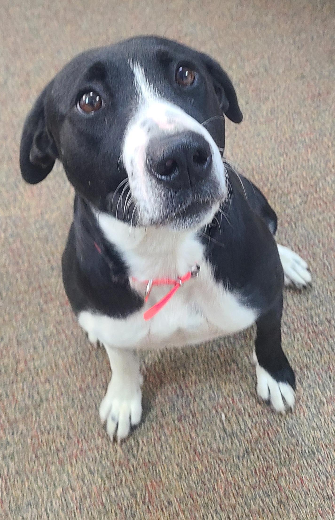 Raya, Adoptable, Young Female American Staffordshire Terrier & Labrador Retriever.