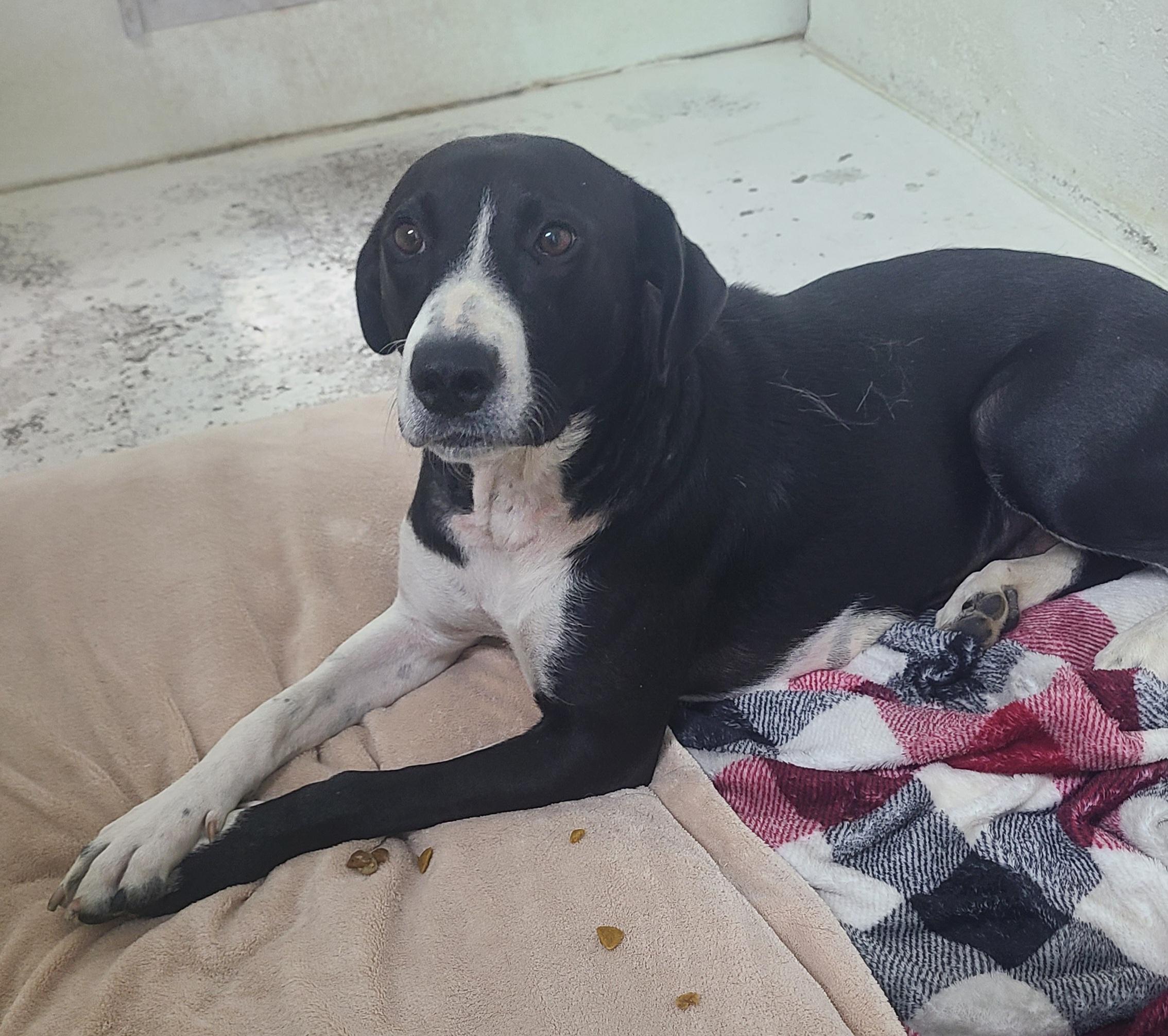 Raya, a Adoptable mixed breed in Newcastle, WY image 3/3