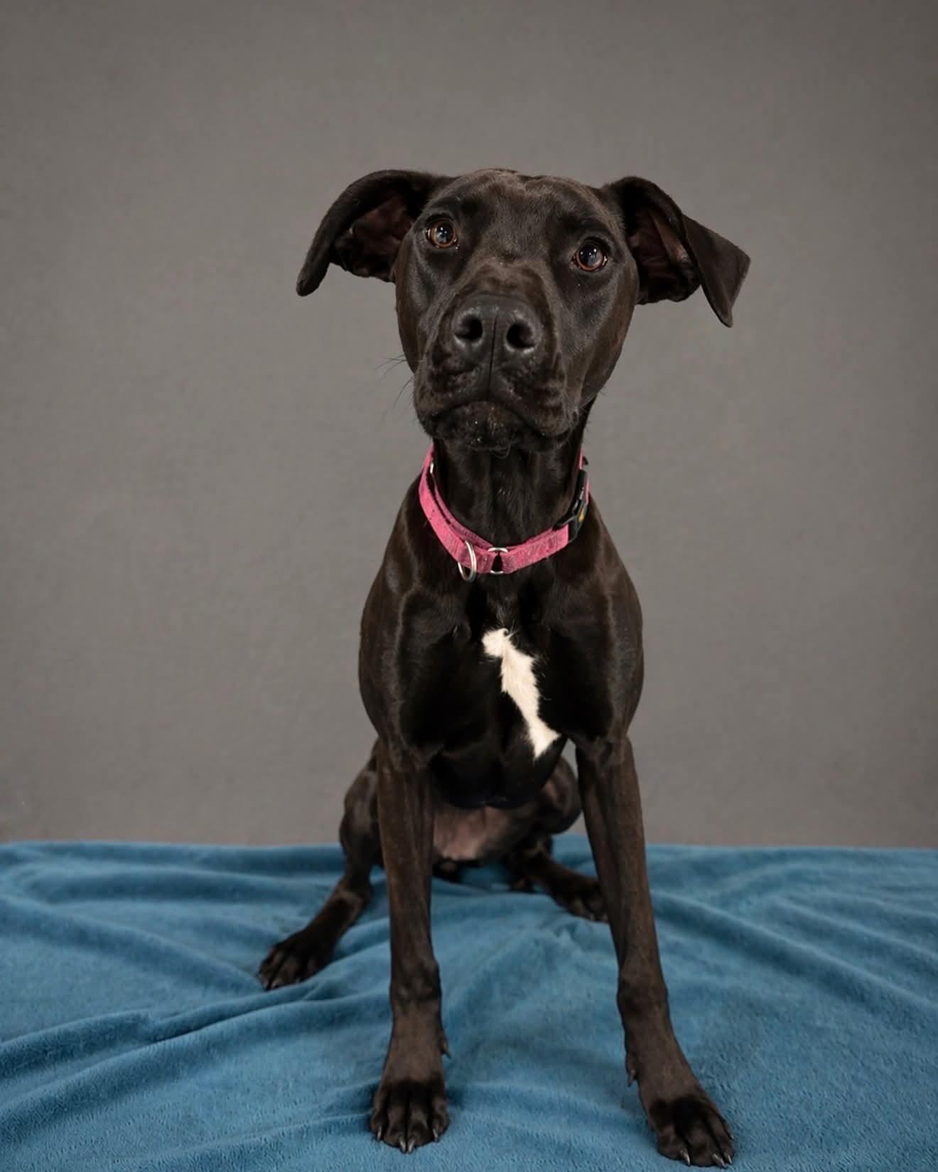 Strawberry CL, ADOPTABLE, Young Female Doberman Pinscher & Pit Bull Terrier.