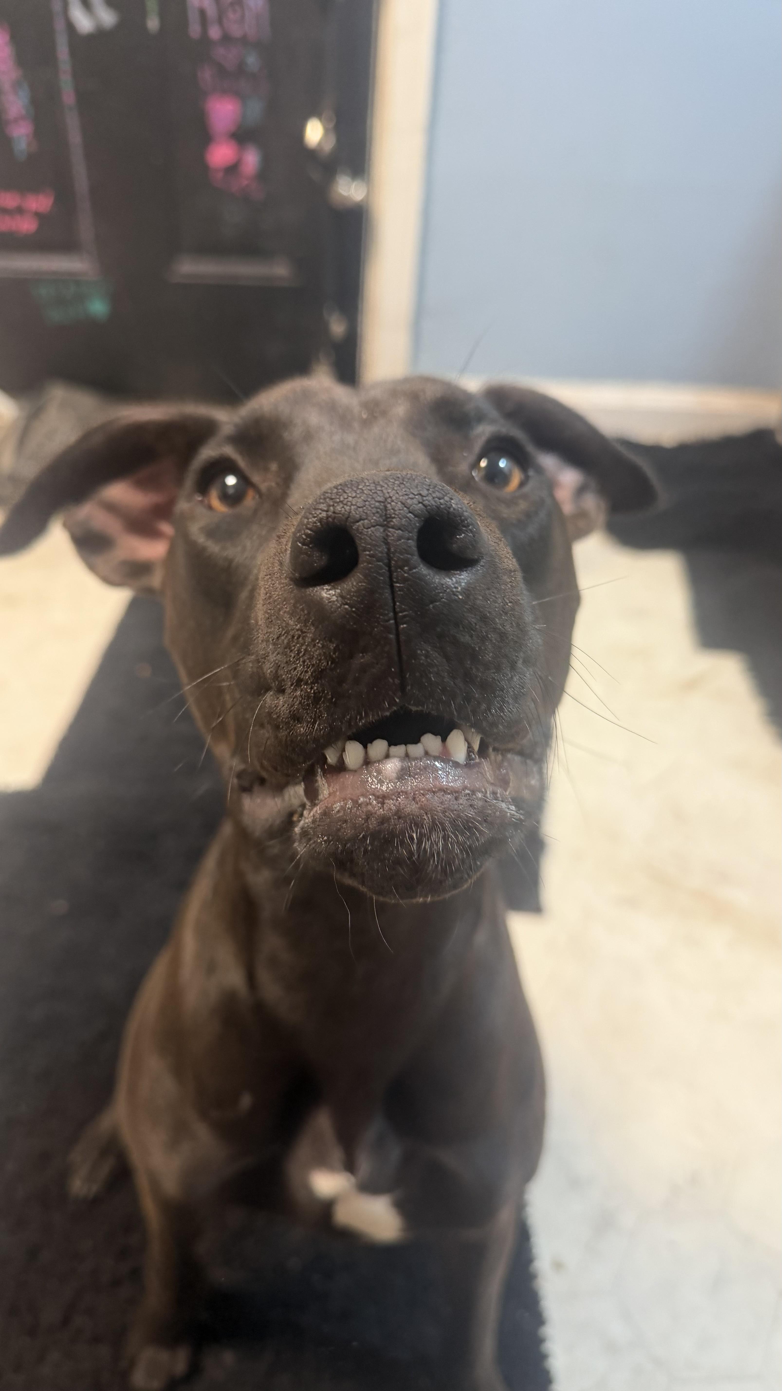 Enlarge Strawberry CL, a ADOPTABLE mixed breed in Olathe, KS image 4/5