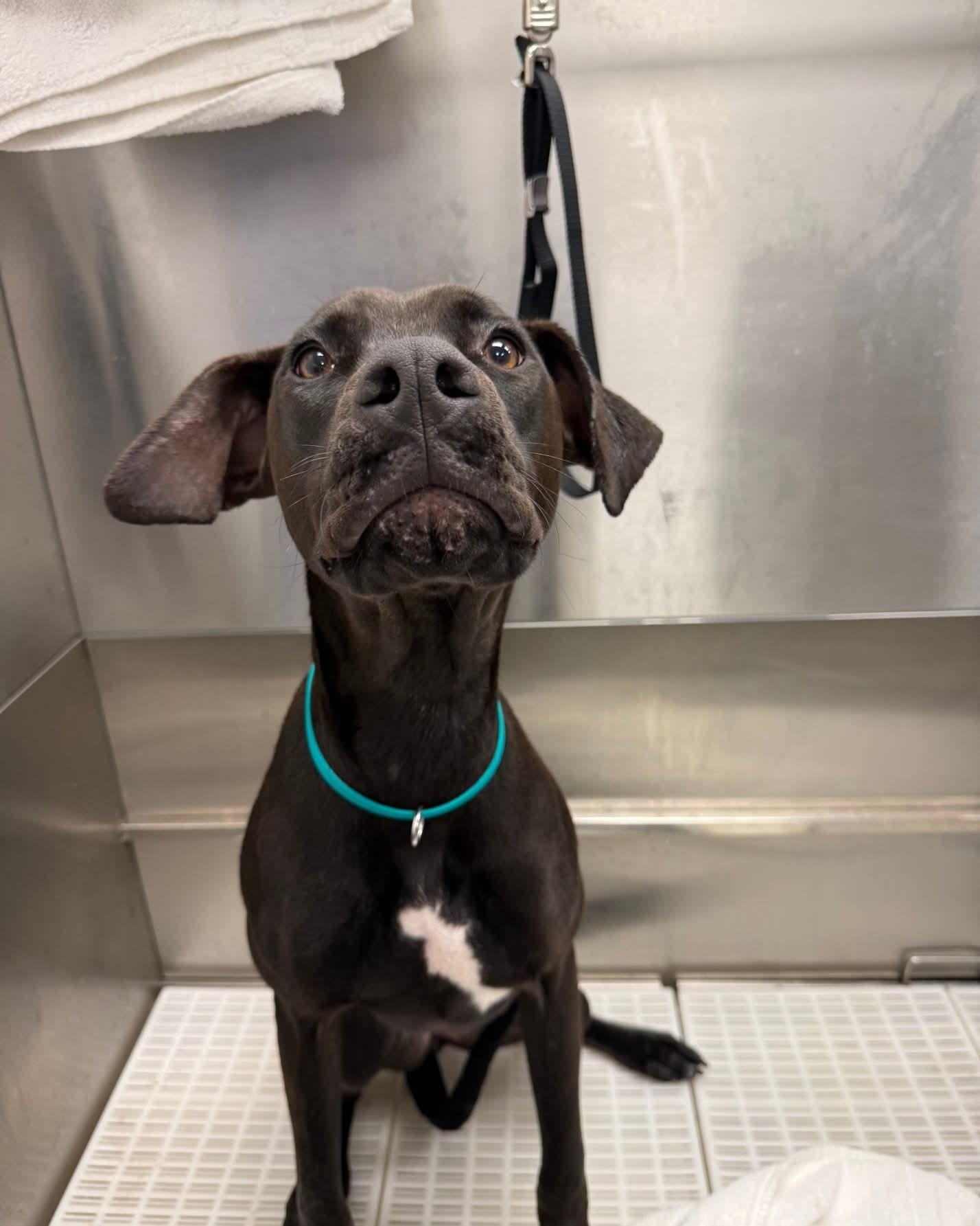 Enlarge Strawberry CL, a ADOPTABLE mixed breed in Olathe, KS image 5/5