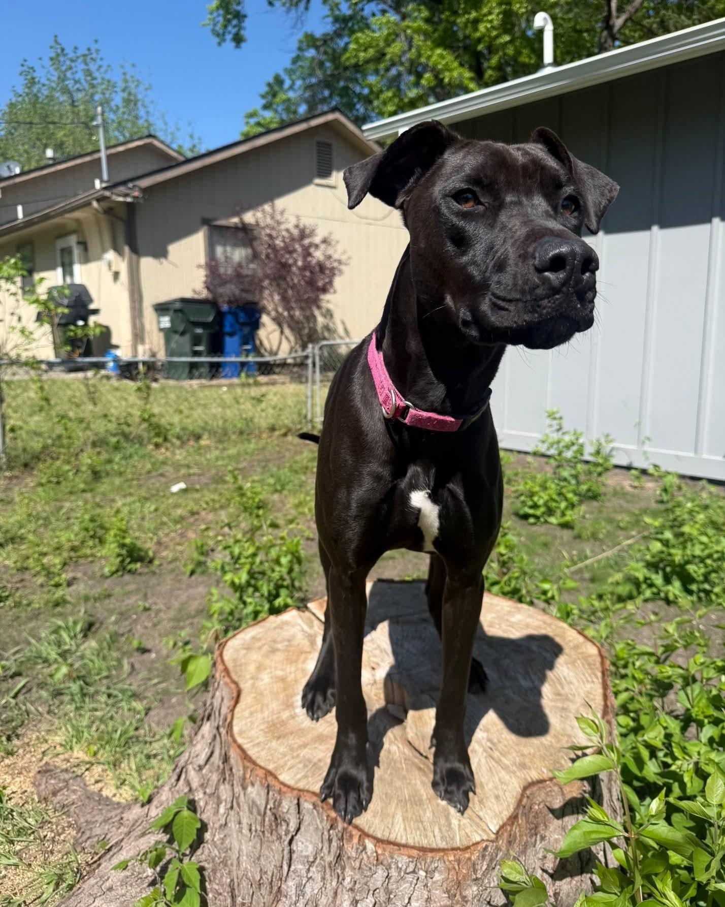 Enlarge Strawberry CL, a ADOPTABLE mixed breed in Olathe, KS image 2/5