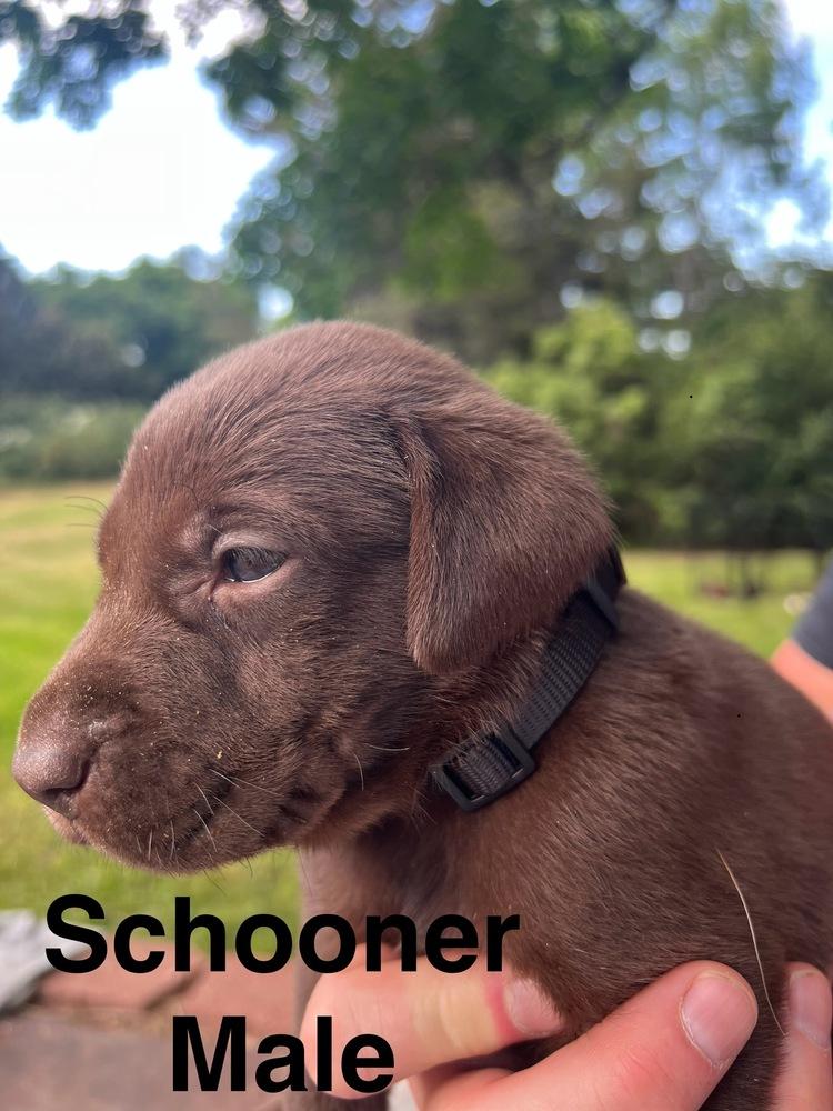 Enlarge Kostin / Schooner, a Adopted Labrador Retriever in Broomfield, CO image 1/1