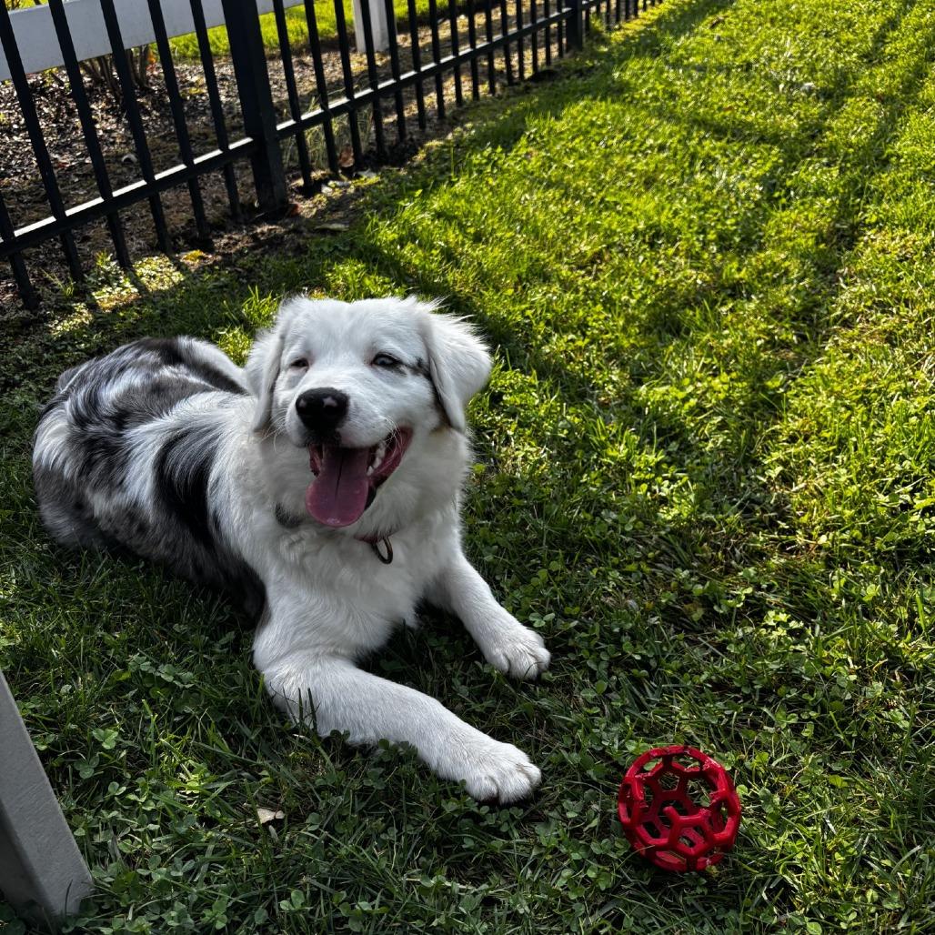Boomer, a Adoptable Australian Shepherd in Hampton Bays, NY image 1/6