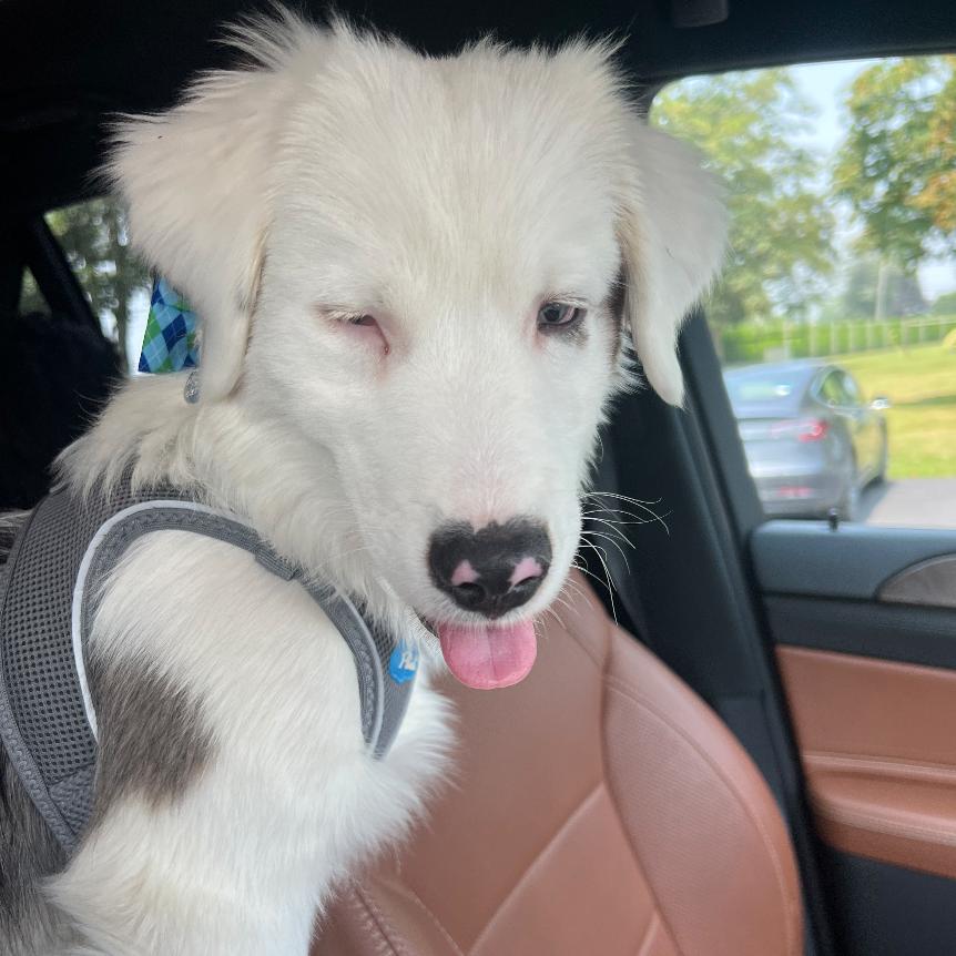Boomer, a Adoptable Australian Shepherd in Hampton Bays, NY image 2/6