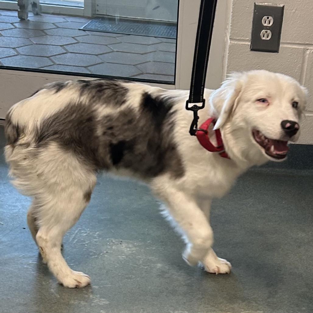 Boomer, a Adoptable Australian Shepherd in Hampton Bays, NY image 3/6