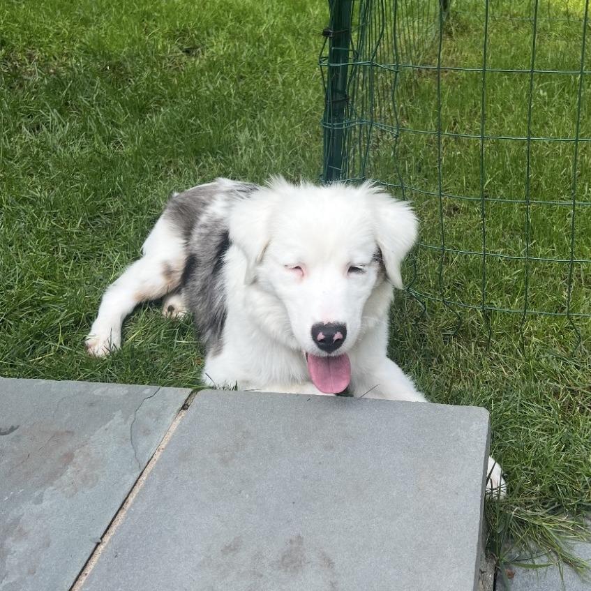 Boomer, a Adoptable Australian Shepherd in Hampton Bays, NY image 4/6