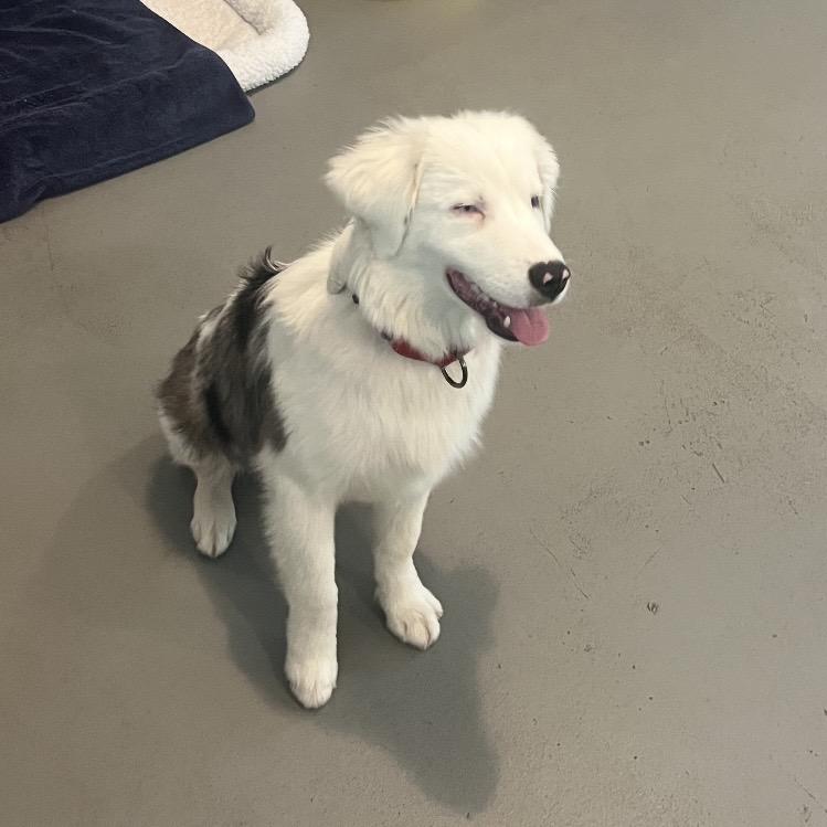 Boomer, a Adoptable Australian Shepherd in Hampton Bays, NY image 5/6