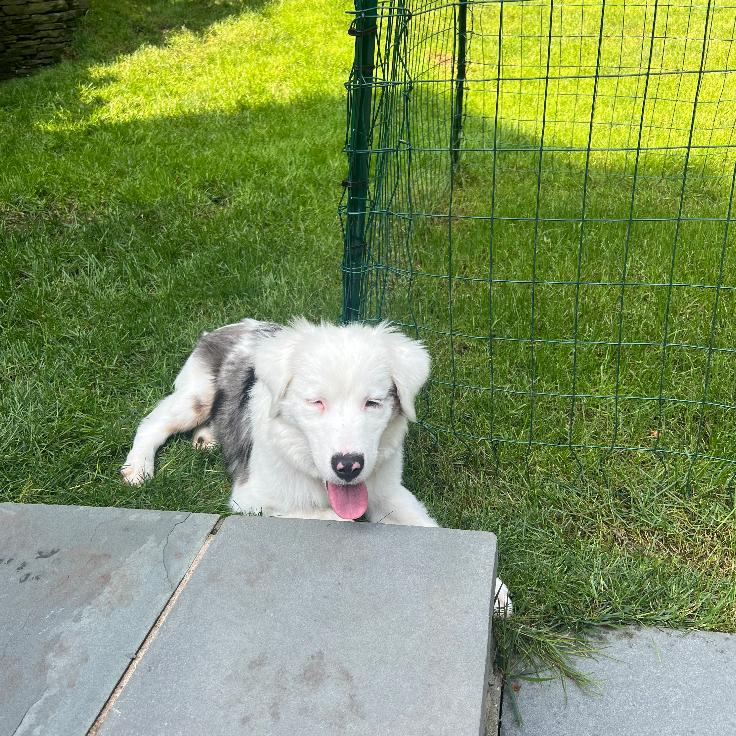 Boomer, a Adoptable Australian Shepherd in Hampton Bays, NY image 6/6
