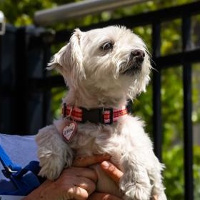 Enlarge Erin, a ADOPTABLE Bichon Frise in Santa Cruz, CA image 3/5