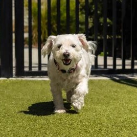 Enlarge Erin, a ADOPTABLE Bichon Frise in Santa Cruz, CA image 5/5