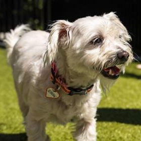 Enlarge Erin, a ADOPTABLE Bichon Frise in Santa Cruz, CA image 4/5