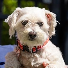 Enlarge Erin, a ADOPTABLE Bichon Frise in Santa Cruz, CA image 2/5