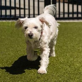 Enlarge Erin, a ADOPTABLE Bichon Frise in Santa Cruz, CA image 1/5