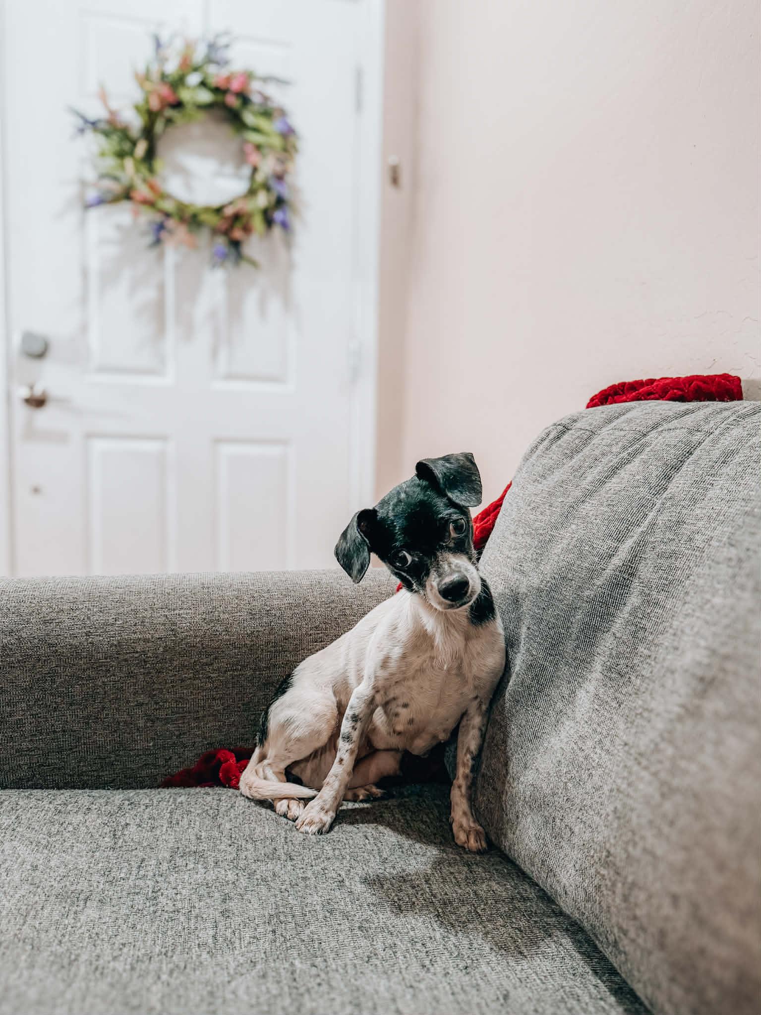 Edith, Adoptable, Young Female Chihuahua & Pug.