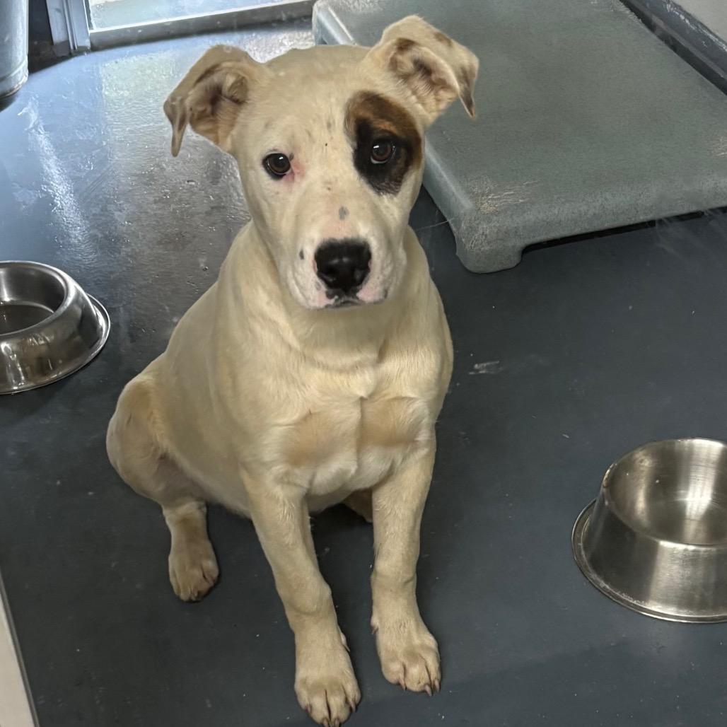 Alvin, Adoptable, Young Male Terrier & Mixed Breed.