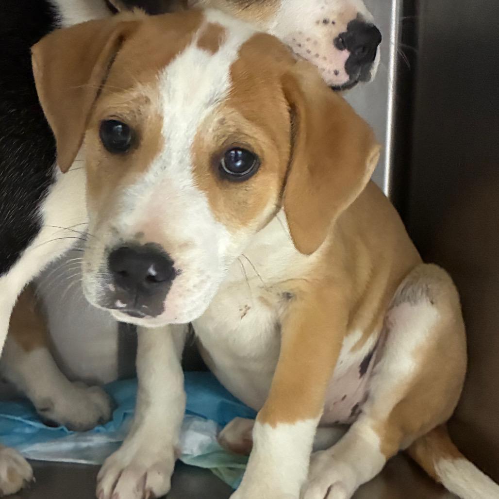 Enlarge Nelle, a Adoptable Mixed Breed in Corbin, KY image 2/2