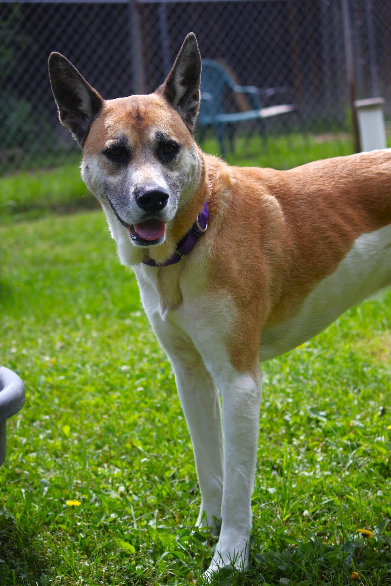 Enlarge BamBam, an adoptable mixed breed in Hayward, WI image 3/3