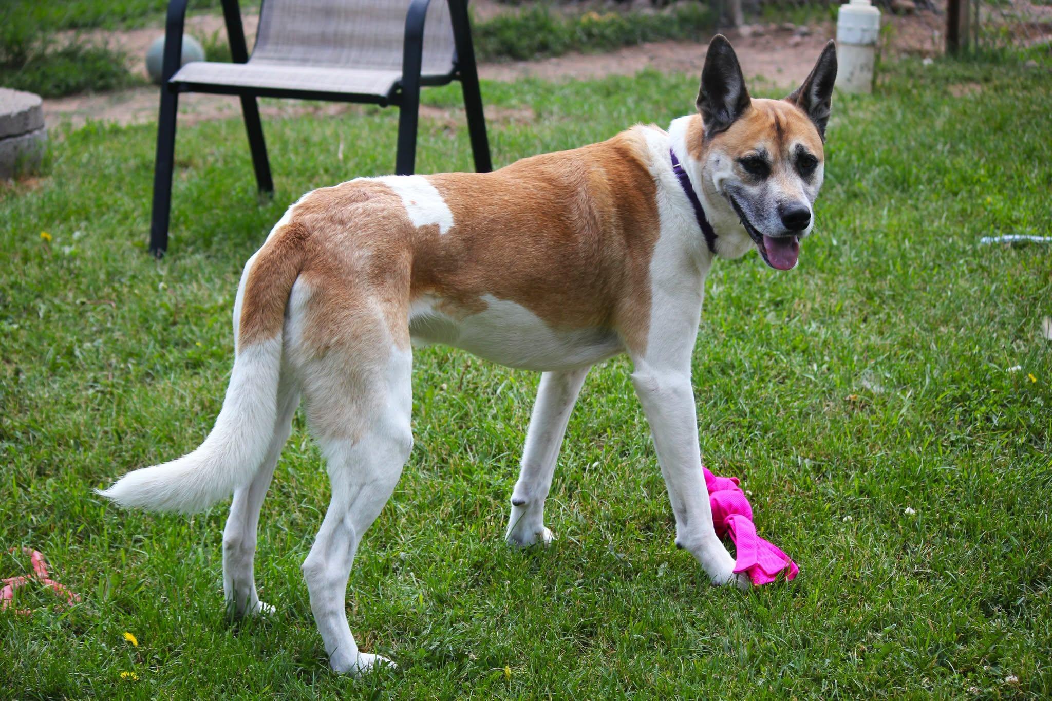 Enlarge BamBam, an adoptable mixed breed in Hayward, WI image 2/3