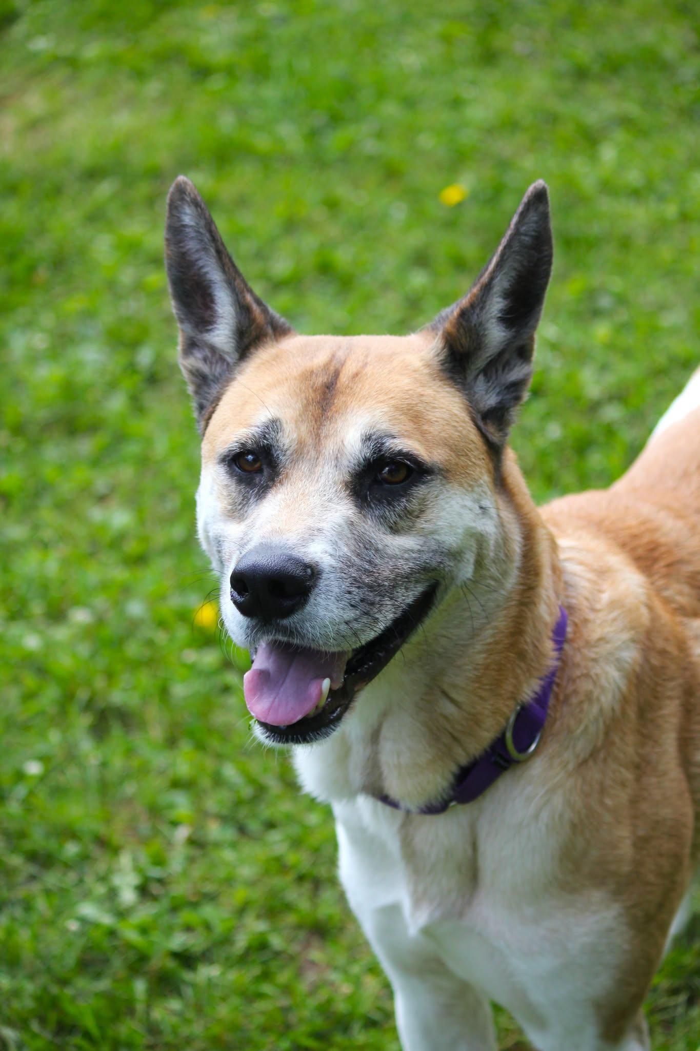 BamBam, adoptable, Young Male Akita.