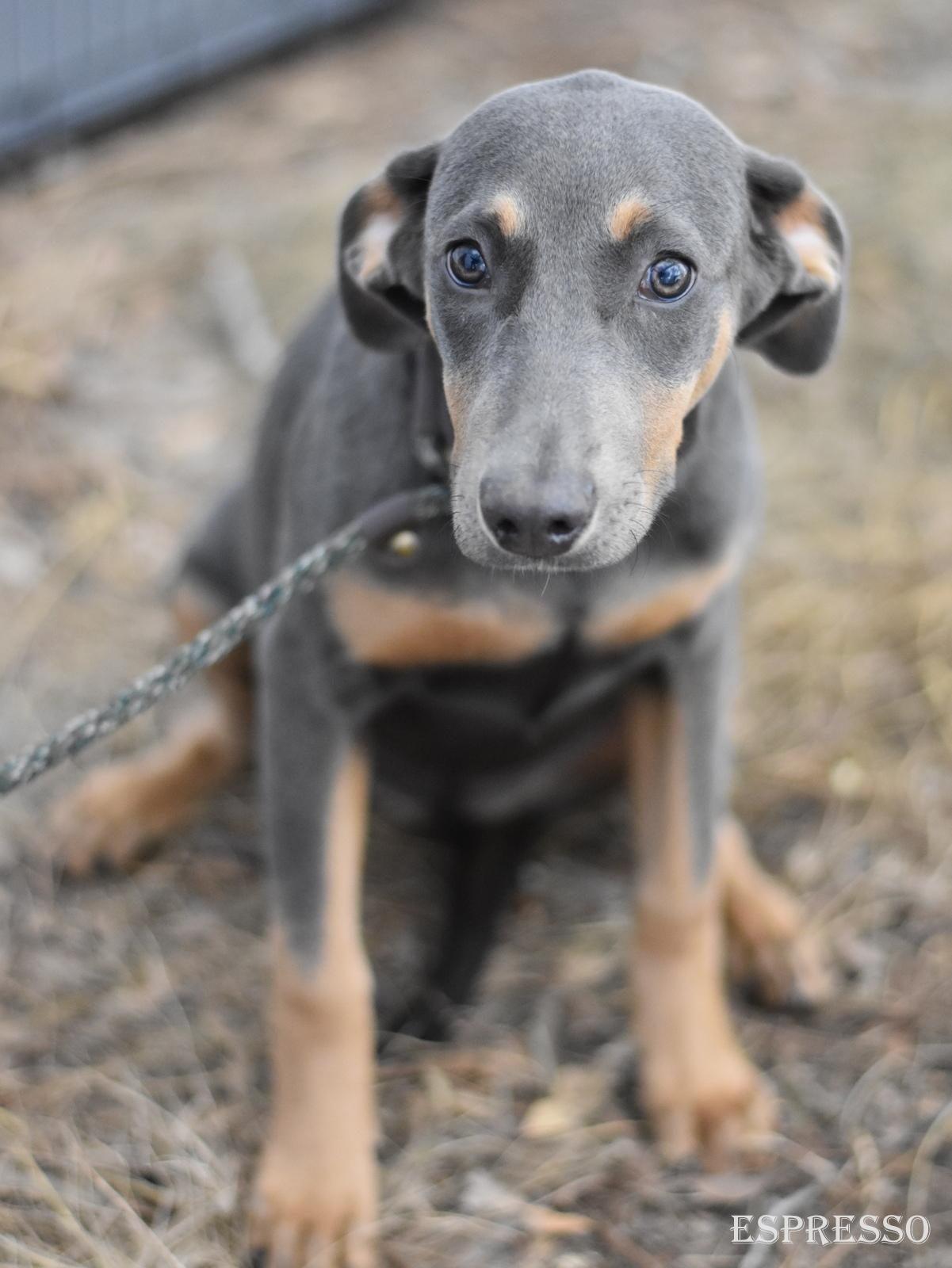 Enlarge Espresso, an adopted mixed breed in Orange, CT image 1/6