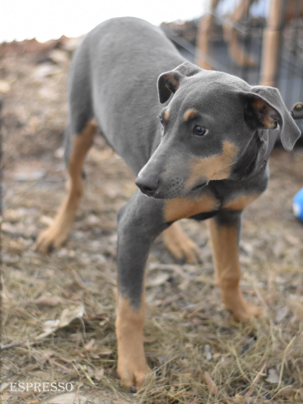 Enlarge Espresso, an adopted mixed breed in Orange, CT image 2/6