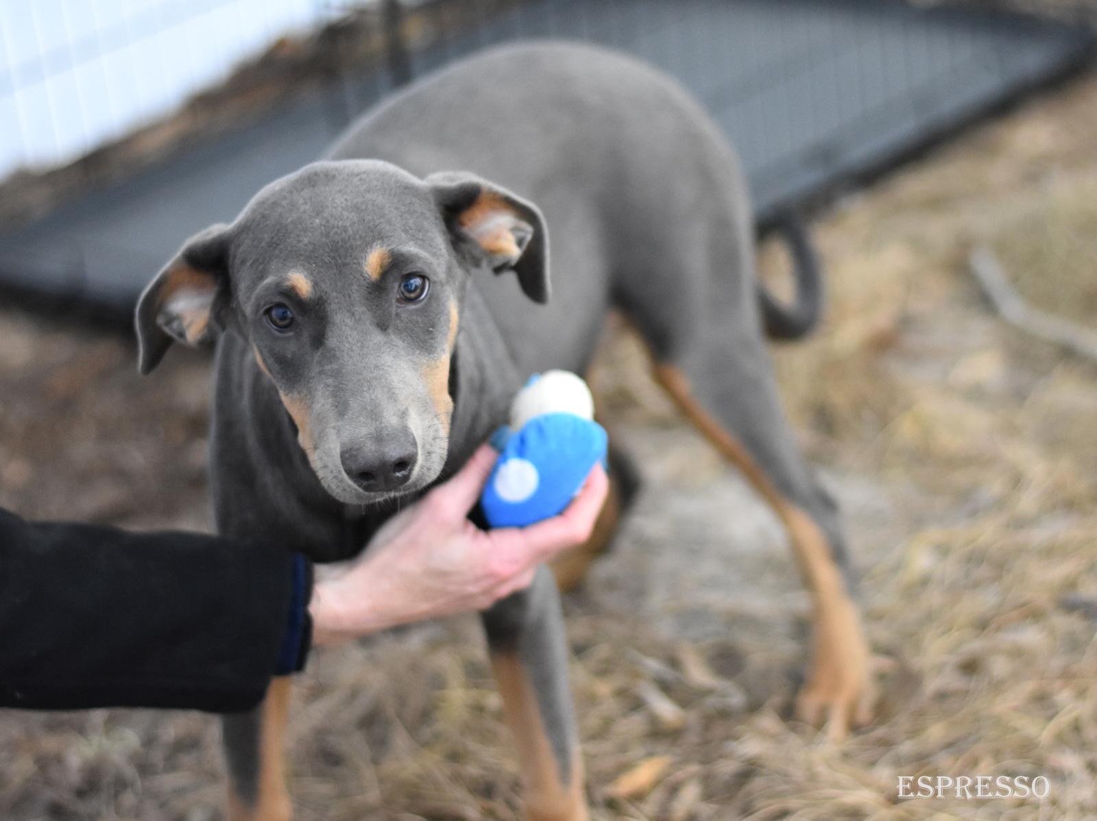 Enlarge Espresso, an adopted mixed breed in Orange, CT image 3/6