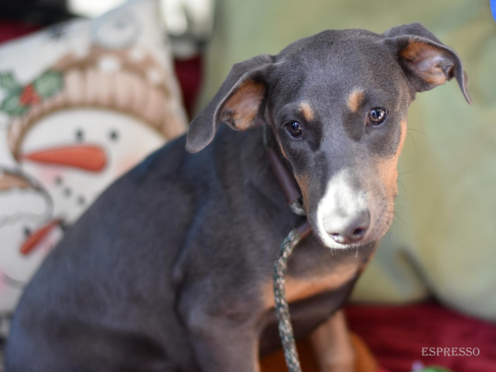 Enlarge Espresso, an adopted mixed breed in Orange, CT image 4/6