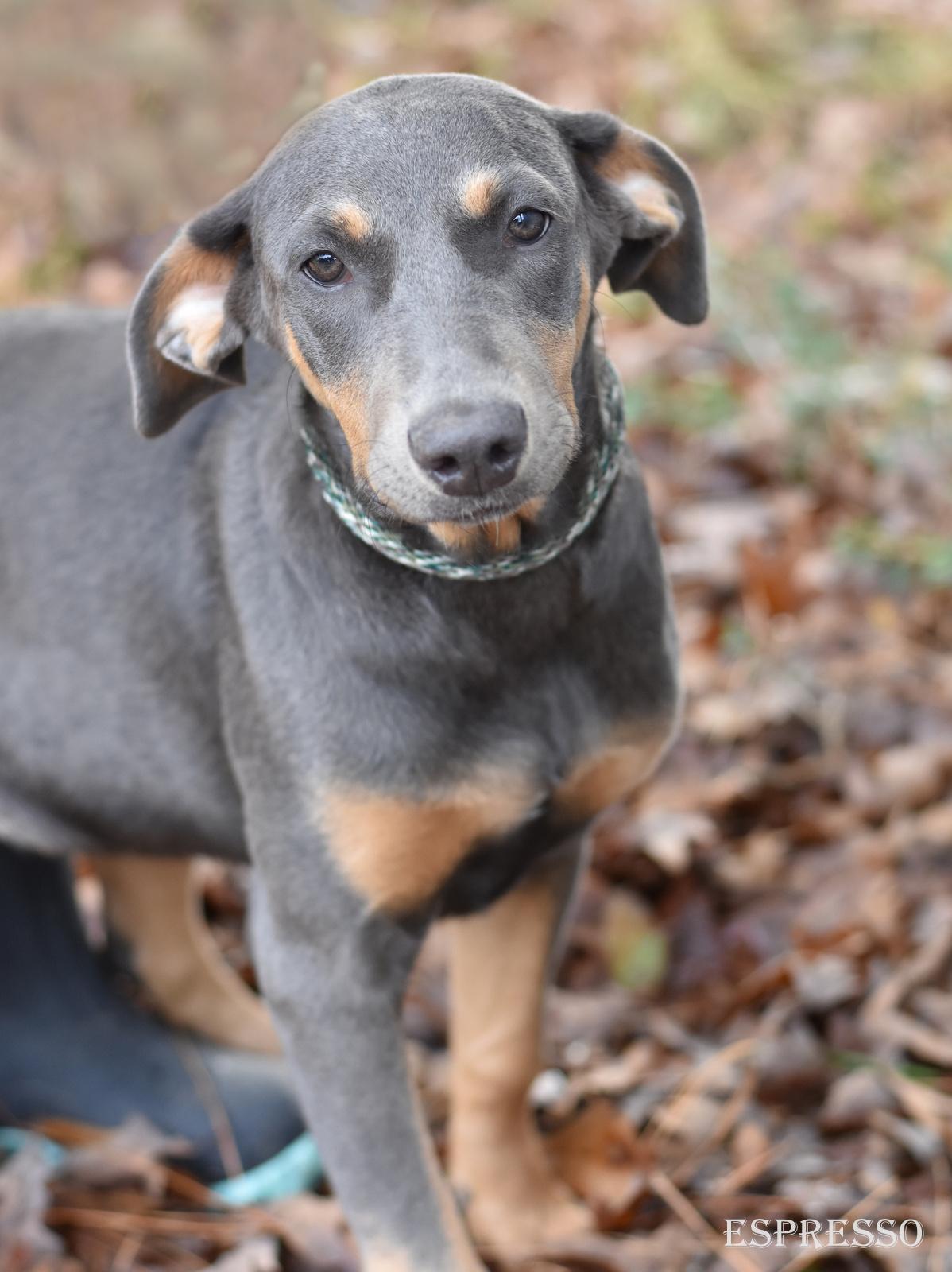 Enlarge Espresso, an adopted mixed breed in Orange, CT image 5/6