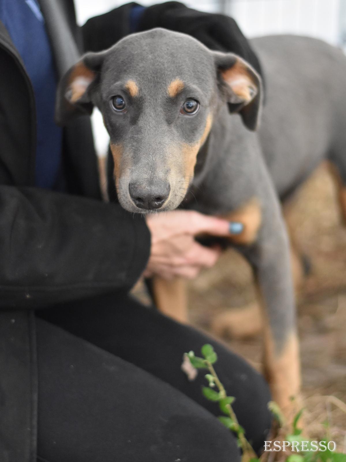 Enlarge Espresso, an adopted mixed breed in Orange, CT image 6/6