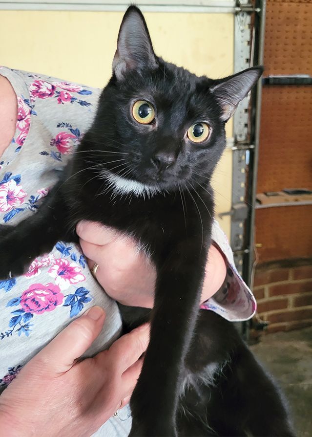 Darlene, Adoptable, Adult Female Domestic Short Hair.