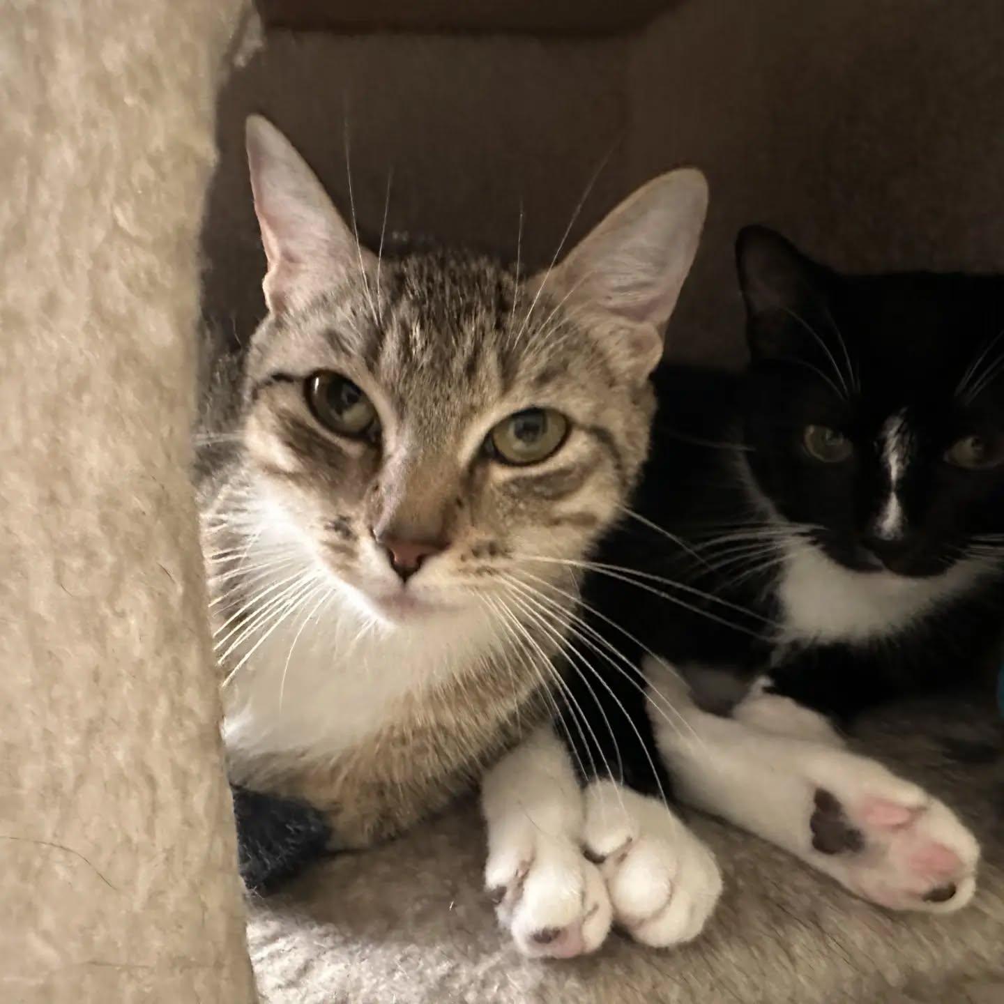 Enlarge Polly & Cash, a Adoptable Domestic Short Hair in HANSON, MA image 1/3