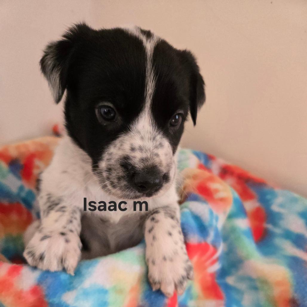 Enlarge Luge, a Adoptable Mixed Breed in Park City, UT image 1/6