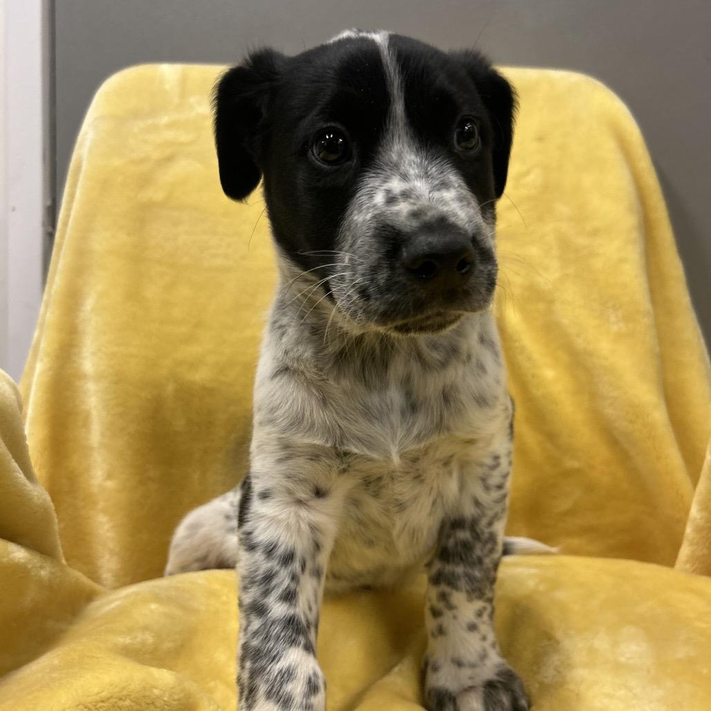 Enlarge Luge, a Adoptable Mixed Breed in Park City, UT image 2/6