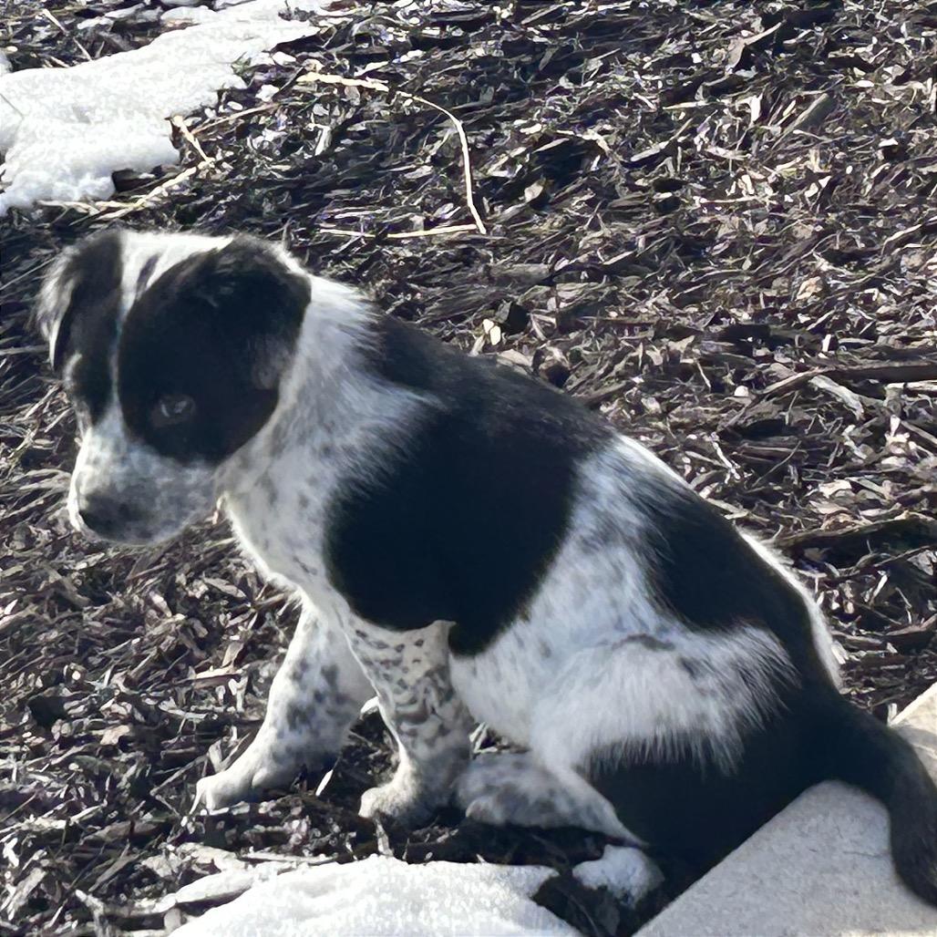 Enlarge Luge, a Adoptable Mixed Breed in Park City, UT image 4/6