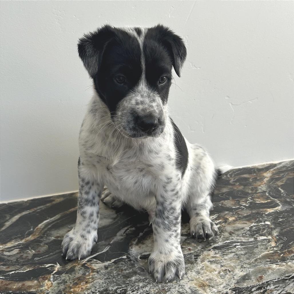 Enlarge Luge, a Adoptable Mixed Breed in Park City, UT image 5/6