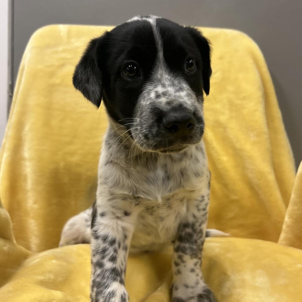 Enlarge Luge, a Adoptable Mixed Breed in Park City, UT image 6/6