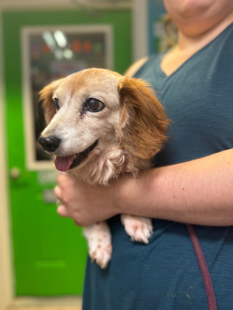 Caesar, Adoptable, Senior Male Dachshund.