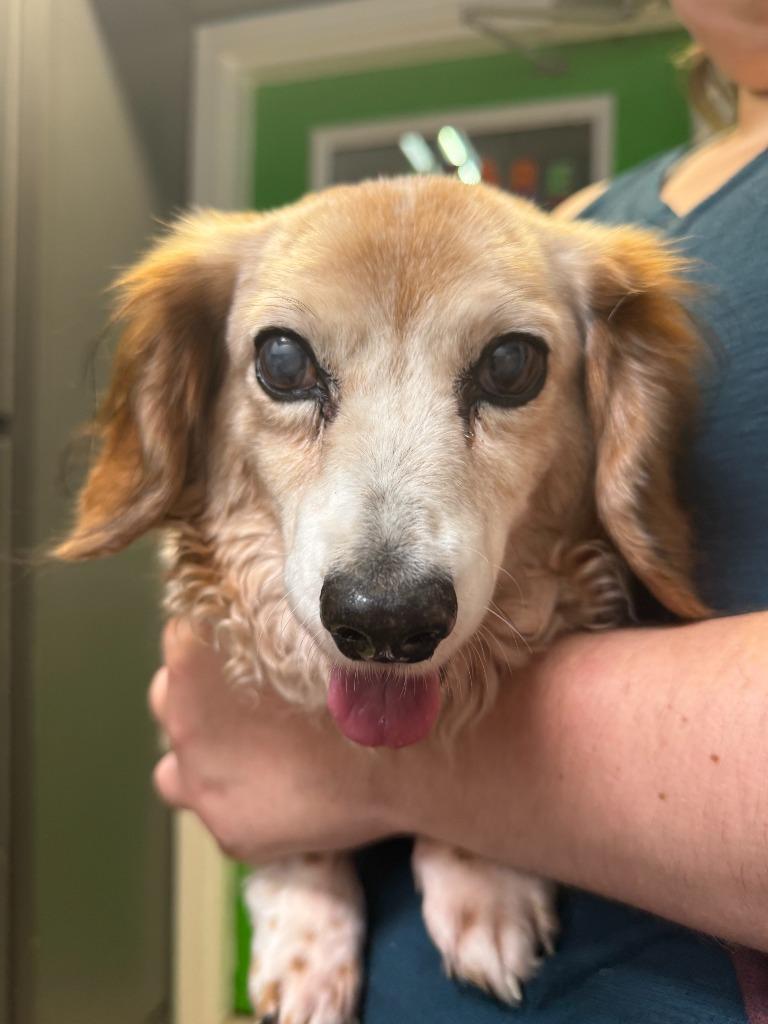 Enlarge Caesar, a Adoptable Dachshund in Sebastian, FL image 2/5