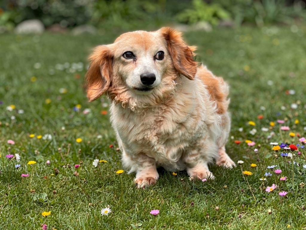 Enlarge Caesar, a Adoptable Dachshund in Sebastian, FL image 4/5