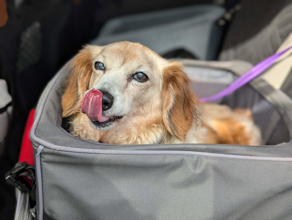 Enlarge Caesar, a Adoptable Dachshund in Sebastian, FL image 5/5