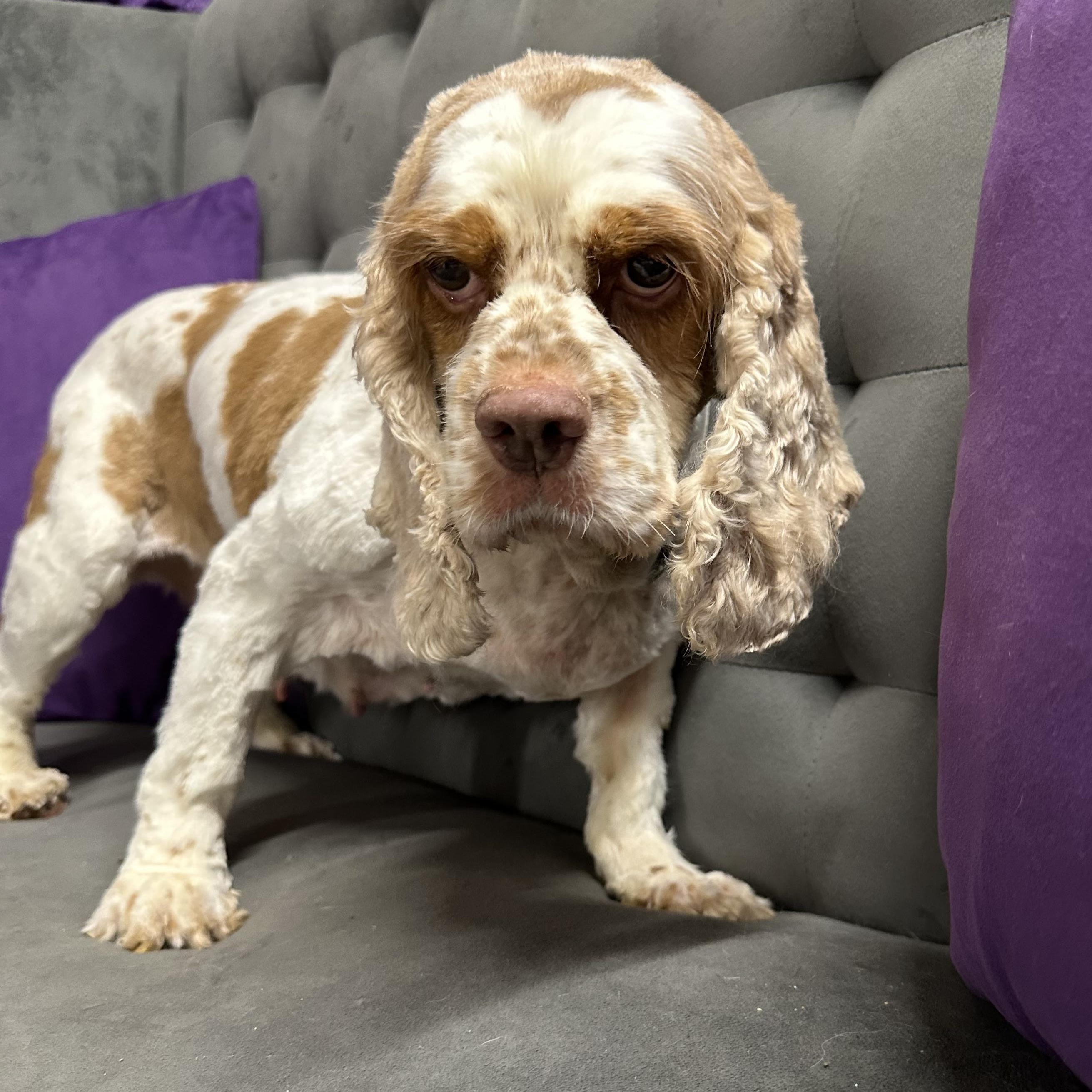 Thelma-Foster Home Needed