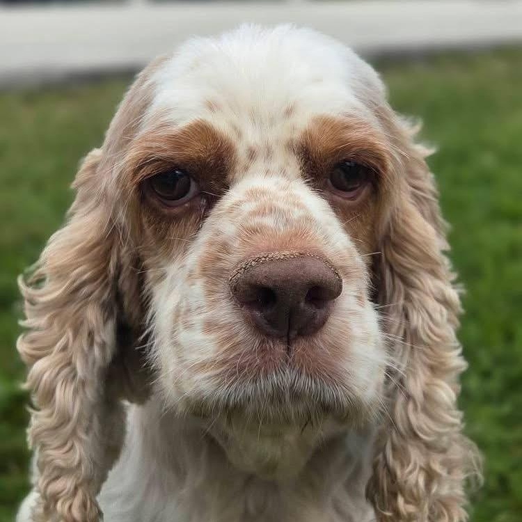 Thelma, a Adoptable Cocker Spaniel in Hartland, WI image 4/5