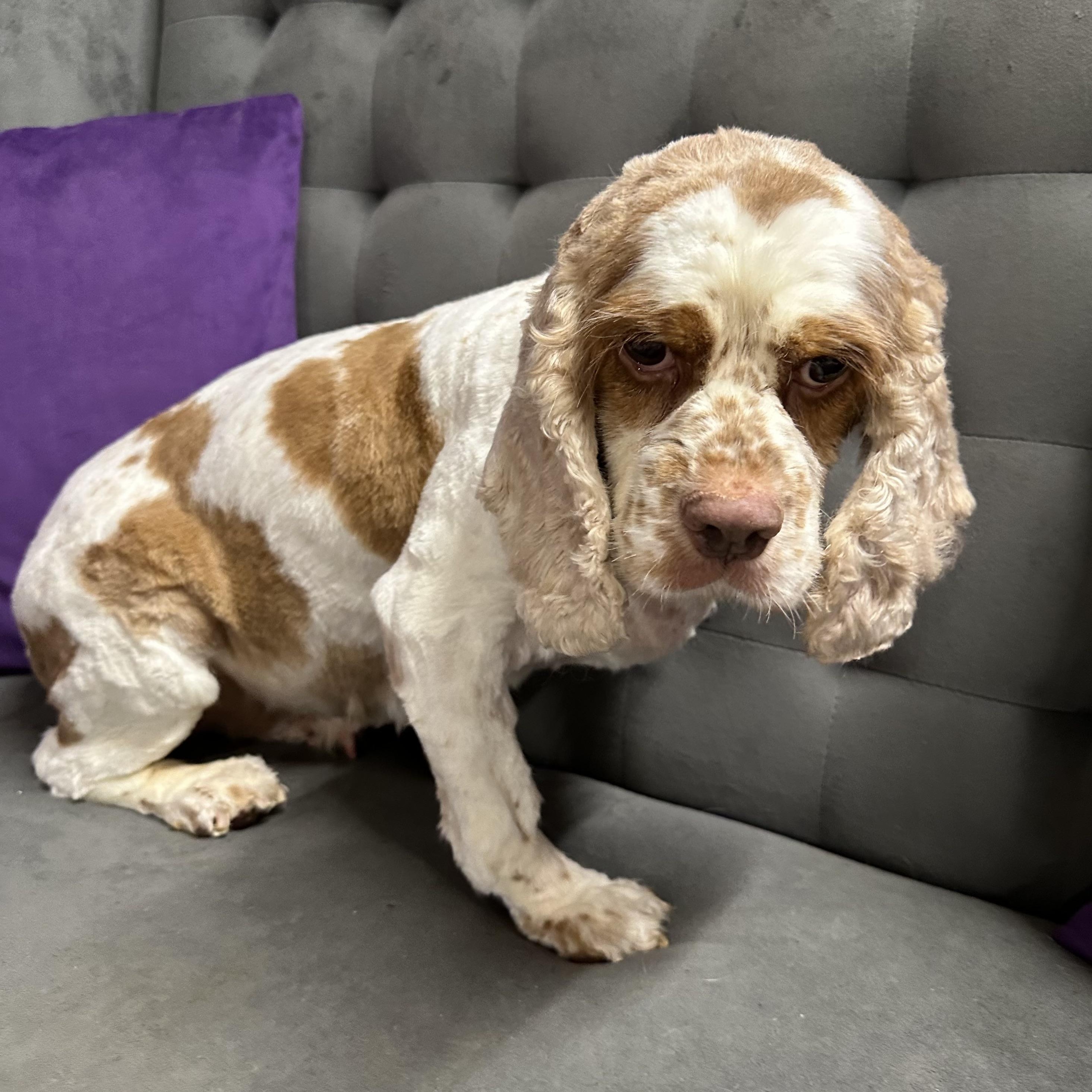 Thelma-Foster Home Needed