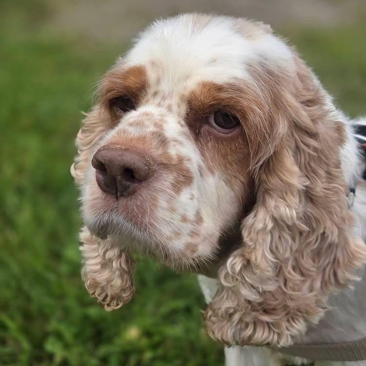 Thelma, Adoptable, Adult Female Cocker Spaniel.